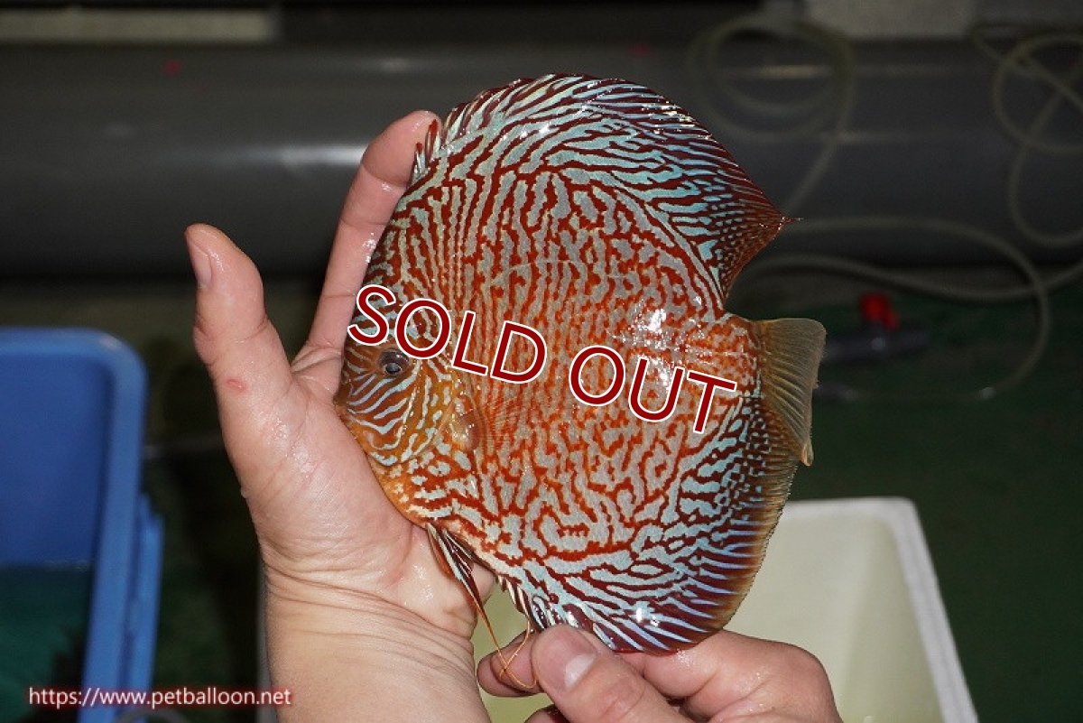 画像3: 【ディスカス】【通販】【コンテストクラス】インディアナタイガー（タイトライン、ハイフォーム）【個体販売】18cm（生体）マレーシア　NAディスカスファーム (3)