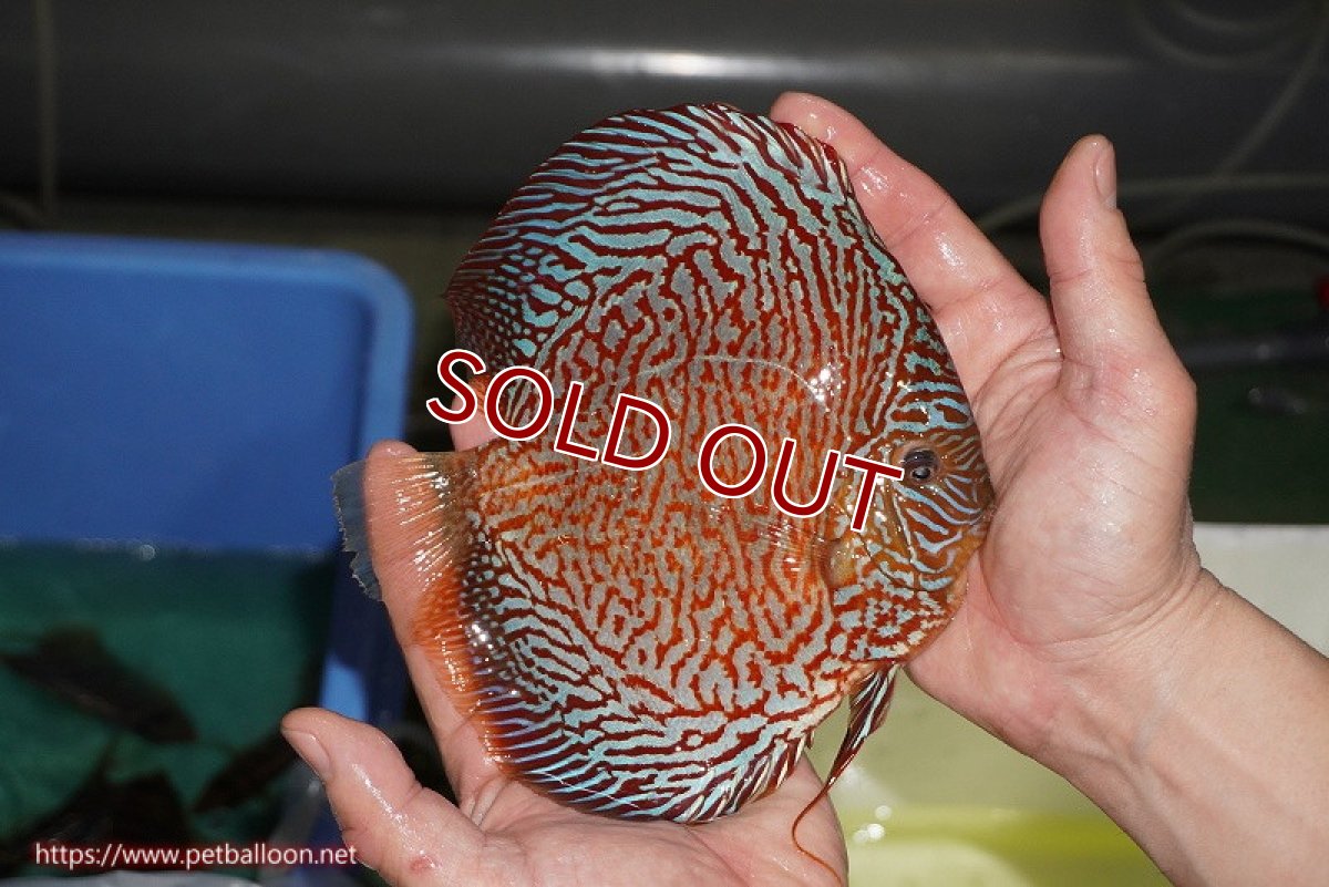 画像4: 【ディスカス】【通販】【コンテストクラス】インディアナタイガー（タイトライン、ハイフォーム）【個体販売】18cm（生体）マレーシア　NAディスカスファーム (4)