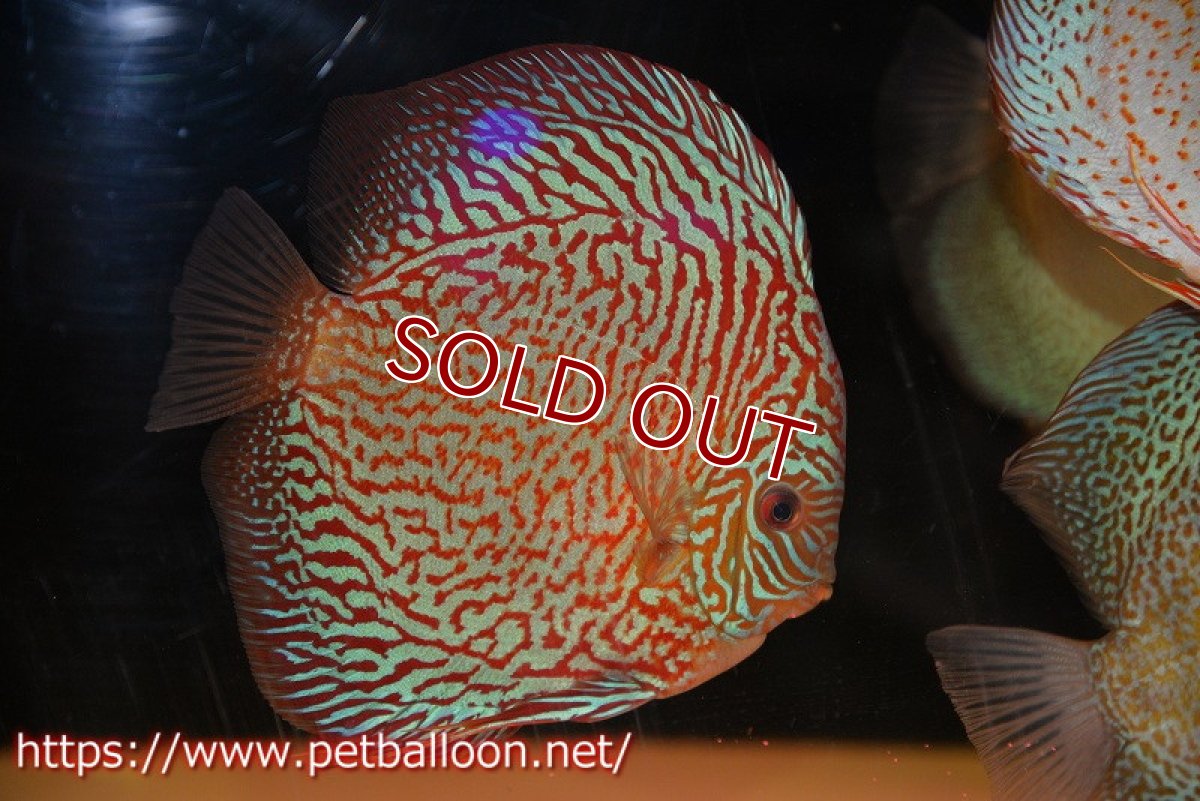 画像2: 【ディスカス】【ディスカス】【通販】【コンテストクラス】インディアナタイガー（タイトライン、ハイフォーム）【個体販売】18cm（生体）マレーシア　NAディスカスファーム (2)