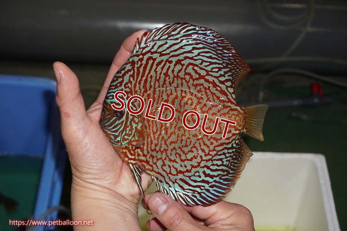 画像3: 【ディスカス】【ディスカス】【通販】【コンテストクラス】インディアナタイガー（タイトライン、ハイフォーム）【個体販売】18cm（生体）マレーシア　NAディスカスファーム (3)
