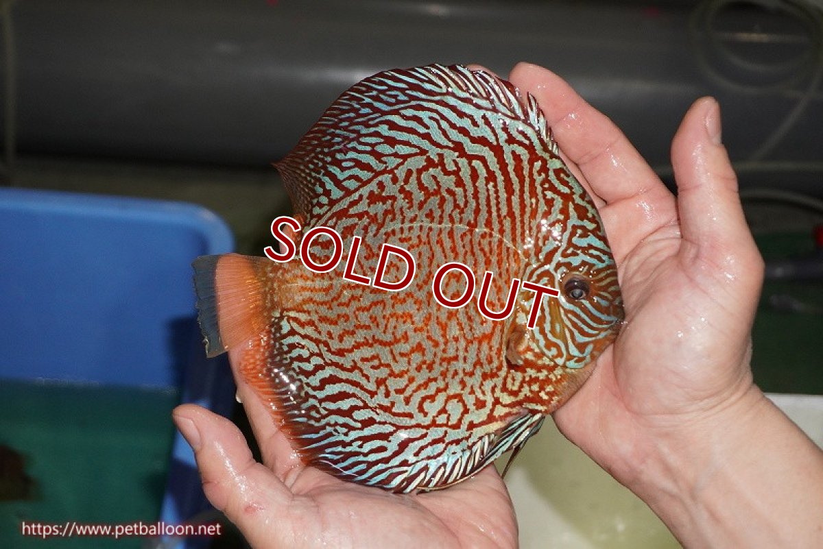 画像4: 【ディスカス】【ディスカス】【通販】【コンテストクラス】インディアナタイガー（タイトライン、ハイフォーム）【個体販売】18cm（生体）マレーシア　NAディスカスファーム (4)
