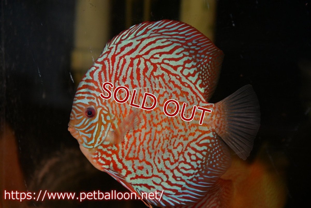 画像2: 【ディスカス】【通販】【コンテストクラス】インディアナタイガー（タイトライン、ハイフォーム）【個体販売】18cm（生体）マレーシア　NAディスカスファーム (2)