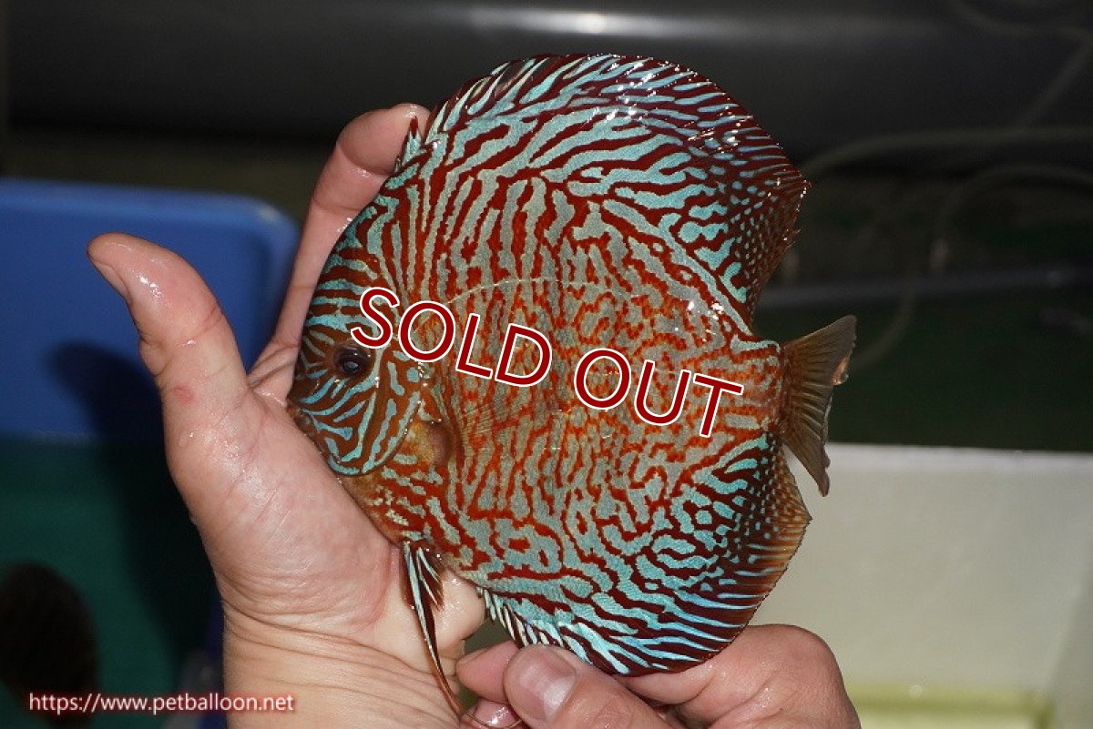 画像3: 【ディスカス】【通販】【コンテストクラス】インディアナタイガー（タイトライン、ハイフォーム）【個体販売】18cm（生体）マレーシア　NAディスカスファーム (3)