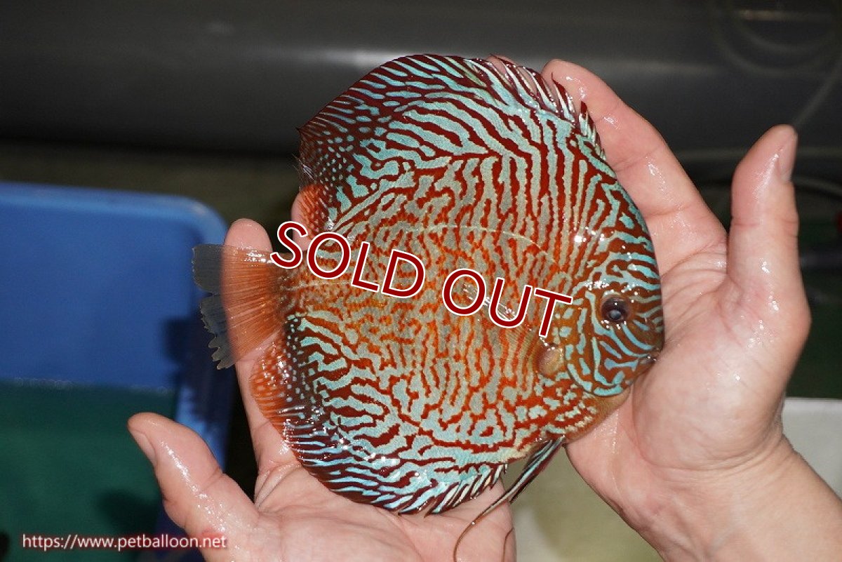 画像4: 【ディスカス】【通販】【コンテストクラス】インディアナタイガー（タイトライン、ハイフォーム）【個体販売】18cm（生体）マレーシア　NAディスカスファーム (4)