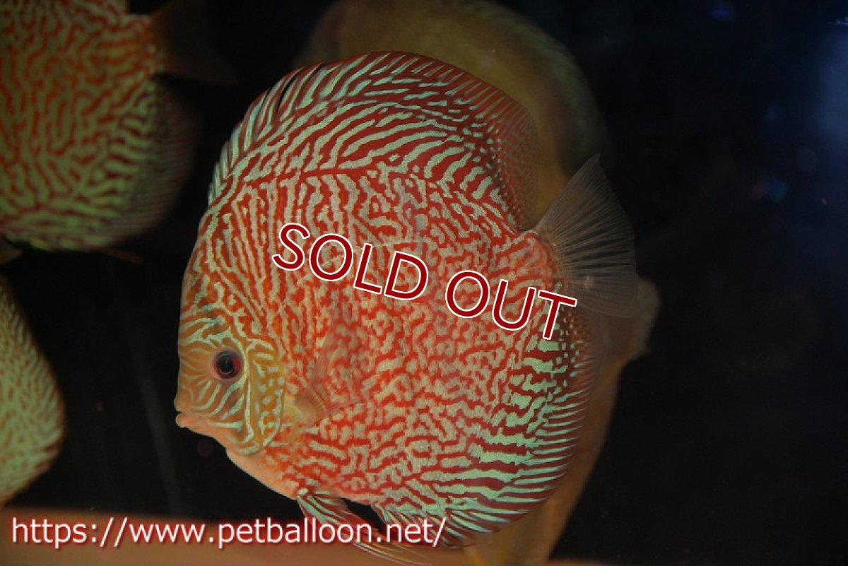 画像2: 【ディスカス】【通販】【コンテストクラス】インディアナタイガー（タイトライン、ハイフォーム）【個体販売】18cm（生体）マレーシア　NAディスカスファーム (2)