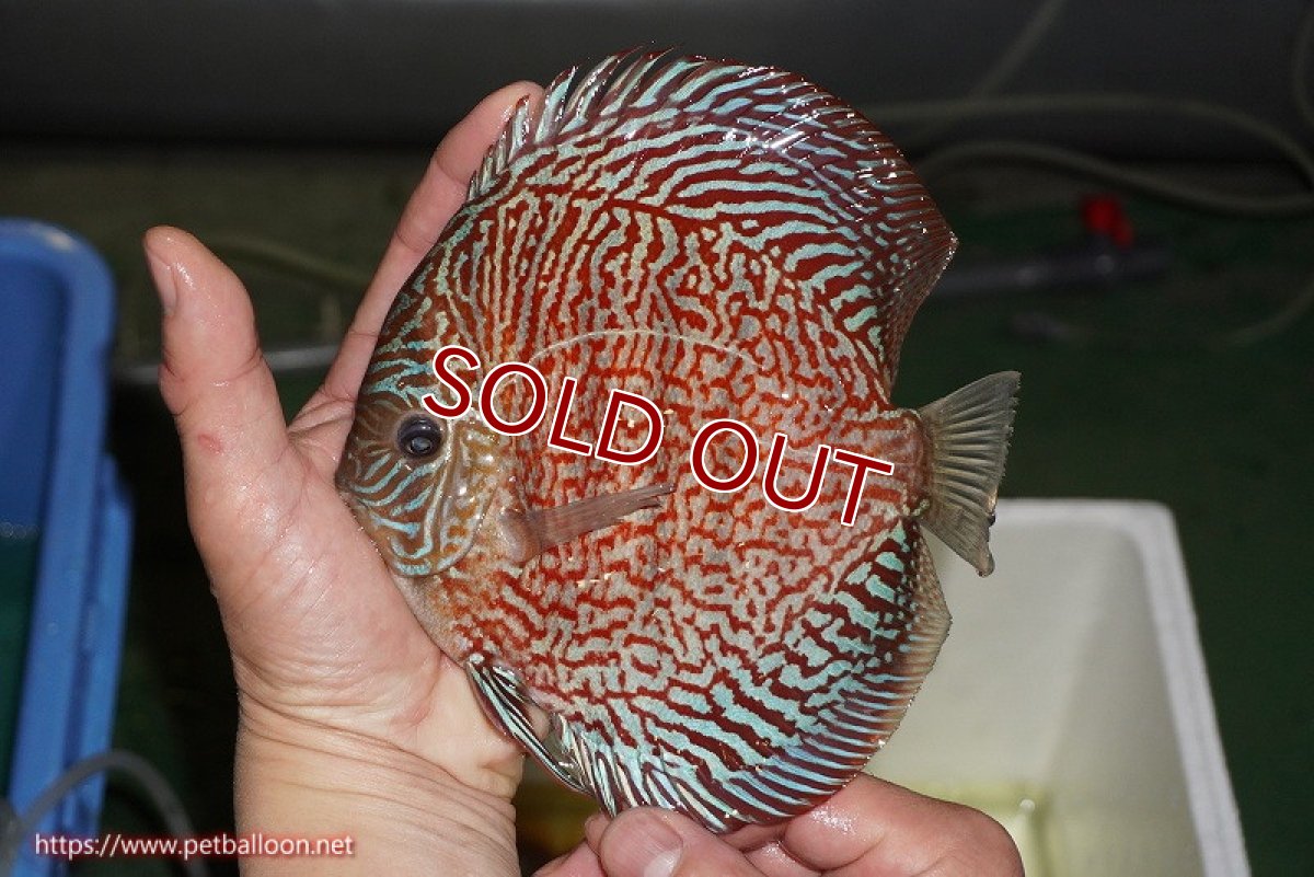 画像3: 【ディスカス】【通販】【コンテストクラス】インディアナタイガー（タイトライン、ハイフォーム）【個体販売】18cm（生体）マレーシア　NAディスカスファーム (3)