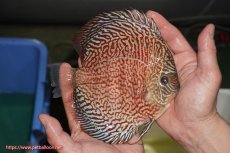画像4: 【ディスカス】【通販】【コンテストクラス】インディアナタイガー（タイトライン、ハイフォーム）【個体販売】18cm（生体）マレーシア　NAディスカスファーム (4)