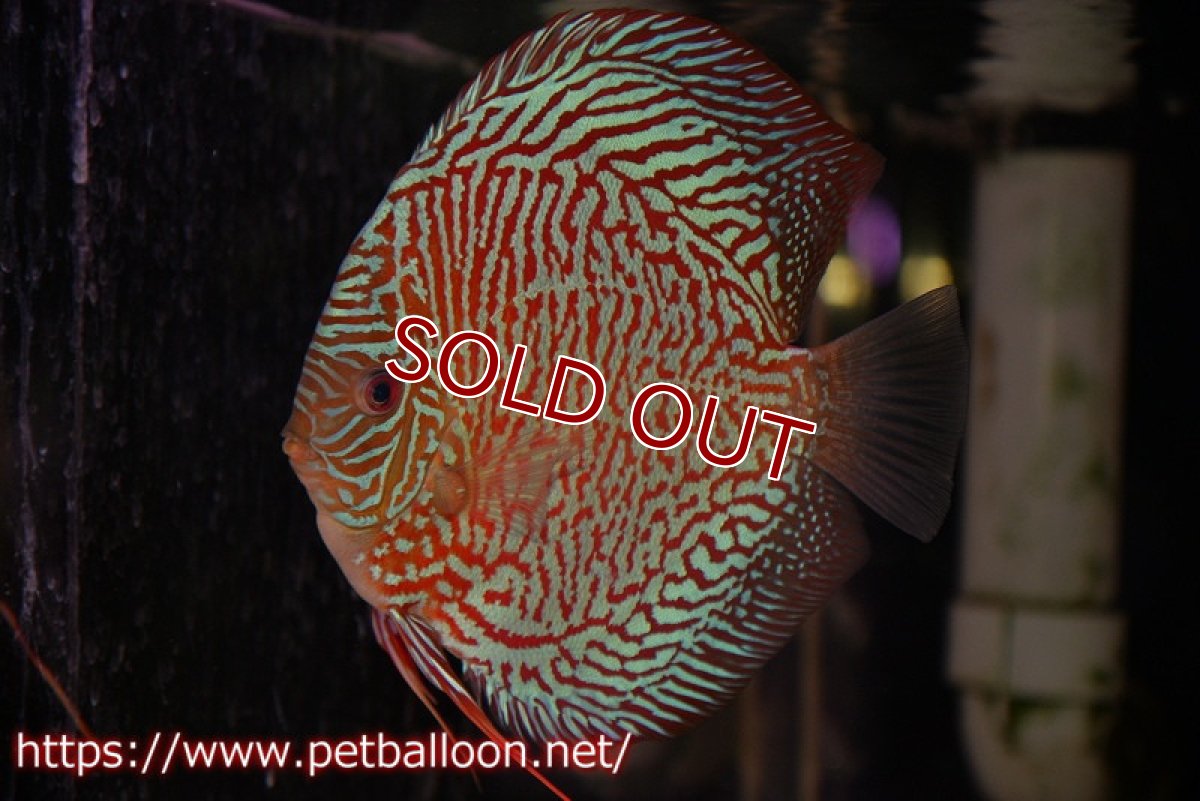 画像1: 【ディスカス】【通販】【コンテストクラス】インディアナタイガー（タイトライン、ハイフォーム）【個体販売】18cm（生体）マレーシア　NAディスカスファーム (1)