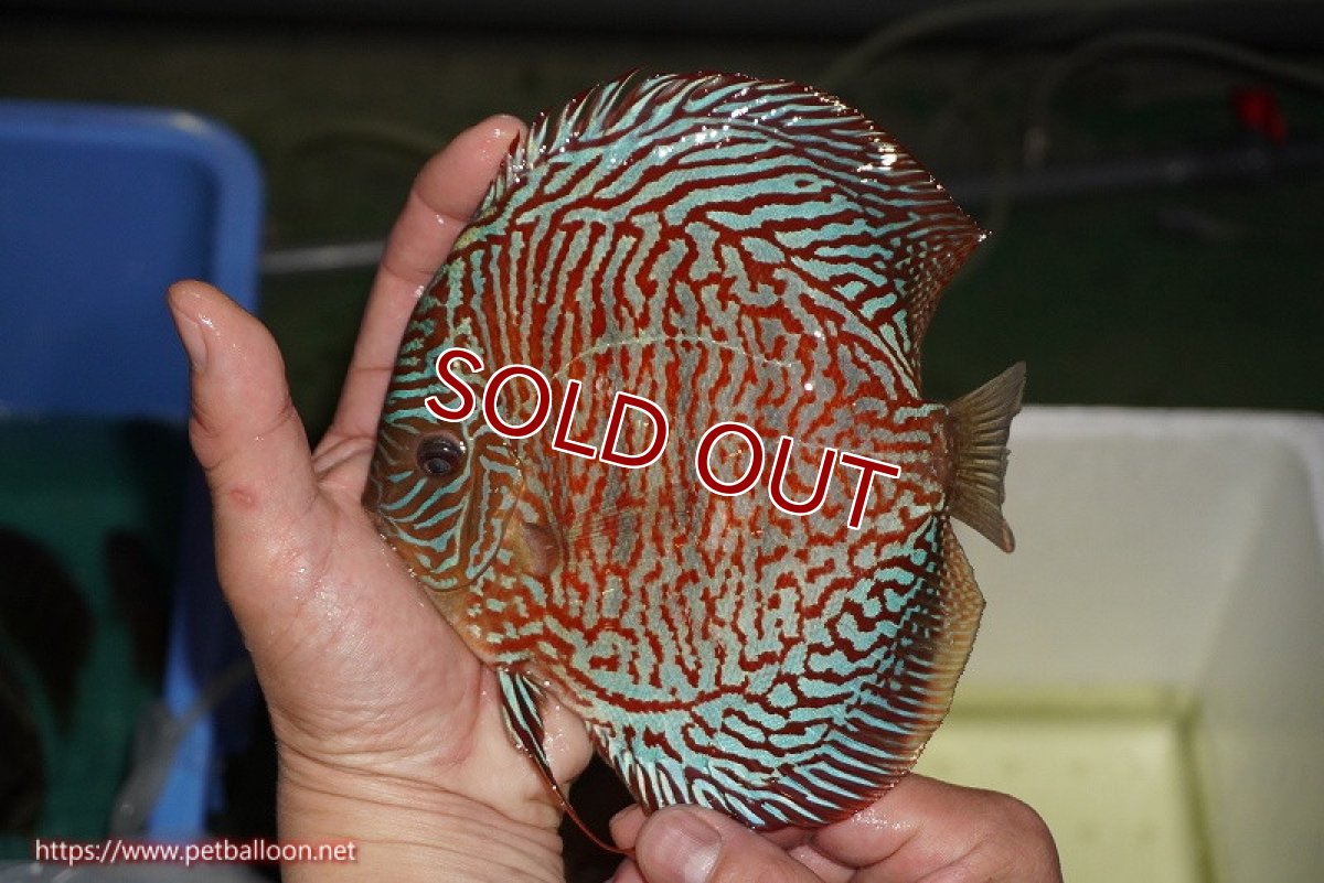 画像2: 【ディスカス】【通販】【コンテストクラス】インディアナタイガー（タイトライン、ハイフォーム）【個体販売】18cm（生体）マレーシア　NAディスカスファーム (2)