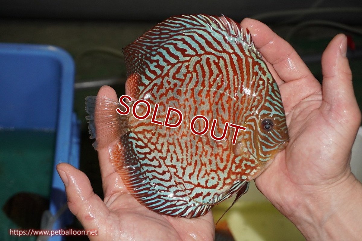 画像3: 【ディスカス】【通販】【コンテストクラス】インディアナタイガー（タイトライン、ハイフォーム）【個体販売】18cm（生体）マレーシア　NAディスカスファーム (3)