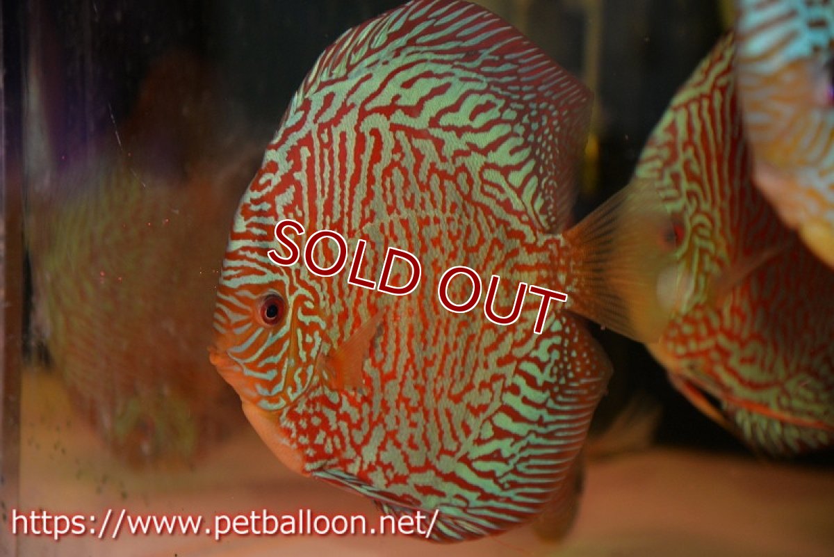 画像2: 【ディスカス】【ディスカス】【通販】【コンテストクラス】インディアナタイガー（タイトライン、ハイフォーム）【個体販売】18cm（生体）マレーシア　NAディスカスファーム (2)