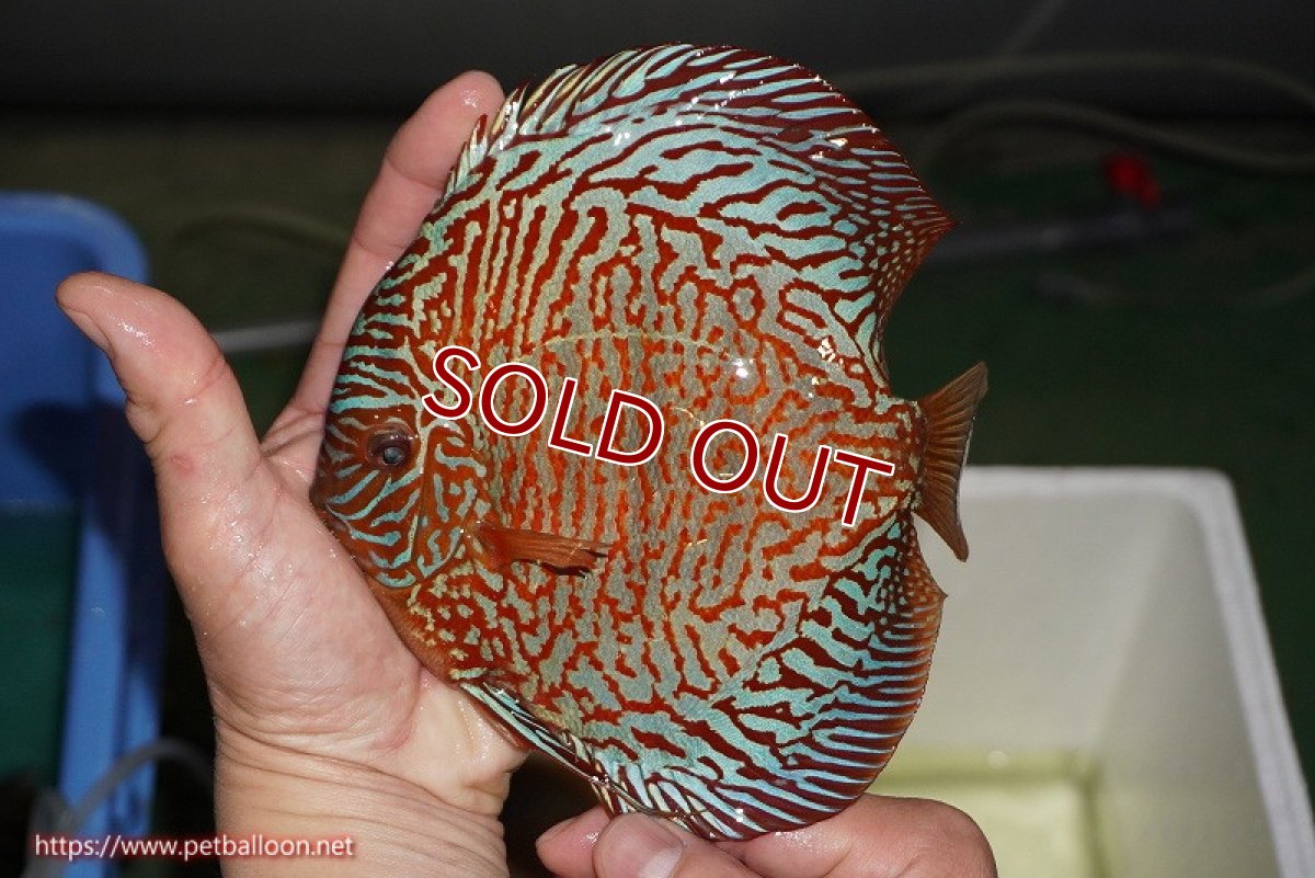 画像3: 【ディスカス】【ディスカス】【通販】【コンテストクラス】インディアナタイガー（タイトライン、ハイフォーム）【個体販売】18cm（生体）マレーシア　NAディスカスファーム (3)