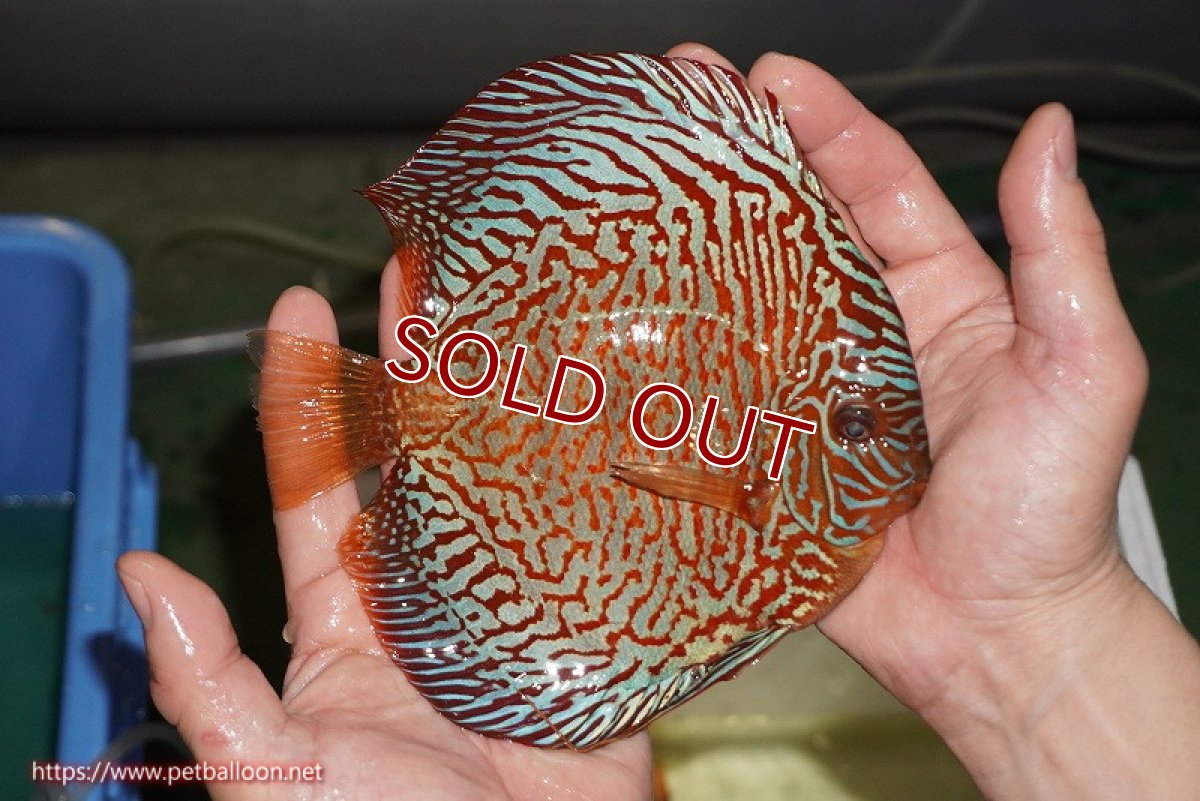 画像4: 【ディスカス】【ディスカス】【通販】【コンテストクラス】インディアナタイガー（タイトライン、ハイフォーム）【個体販売】18cm（生体）マレーシア　NAディスカスファーム (4)