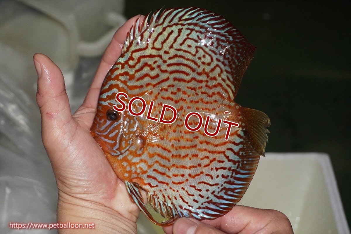 画像2: 【ディスカス】【通販】【コンテストクラス】アルタムスターライトレッドターコイズ ハイフォーム【個体販売】16-17cm（生体）マレーシア　NAディスカスファーム (2)