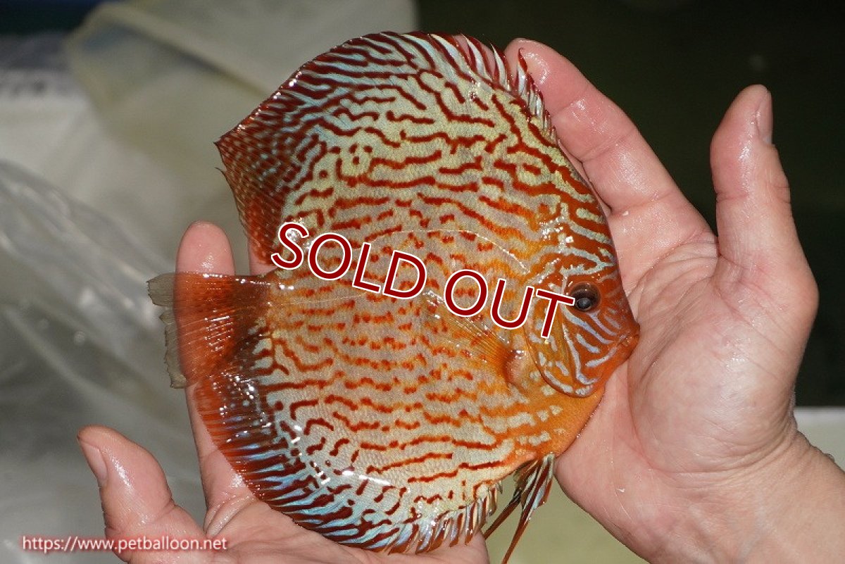 画像3: 【ディスカス】【通販】【コンテストクラス】アルタムスターライトレッドターコイズ ハイフォーム【個体販売】16-17cm（生体）マレーシア　NAディスカスファーム (3)