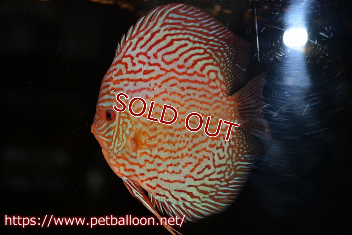 画像2: 【ディスカス】【通販】【コンテストクラス】アルタムスターライトレッドターコイズ ハイフォーム【個体販売】16-17cm（生体）マレーシア　NAディスカスファーム (2)