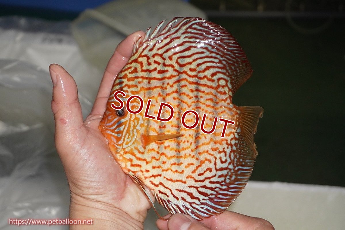 画像3: 【ディスカス】【通販】【コンテストクラス】アルタムスターライトレッドターコイズ ハイフォーム【個体販売】16-17cm（生体）マレーシア　NAディスカスファーム (3)