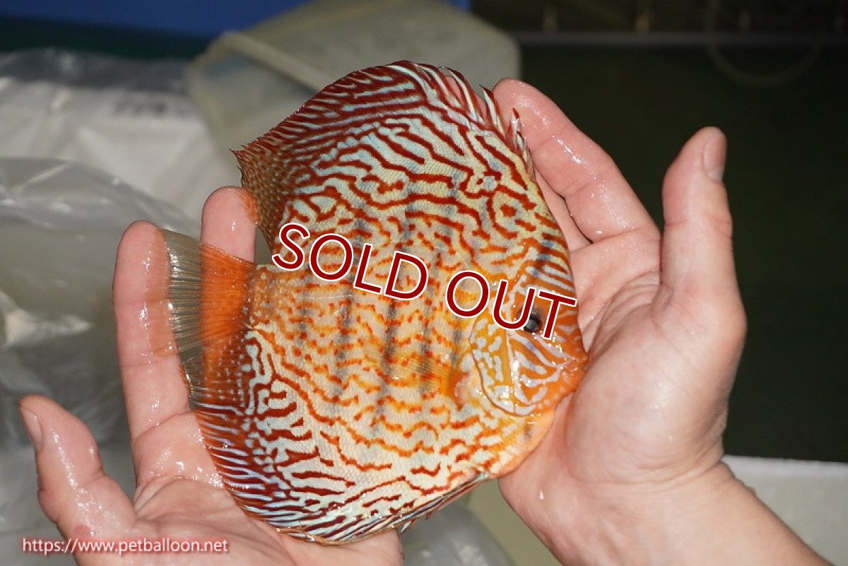 画像4: 【ディスカス】【通販】【コンテストクラス】アルタムスターライトレッドターコイズ ハイフォーム【個体販売】16-17cm（生体）マレーシア　NAディスカスファーム (4)