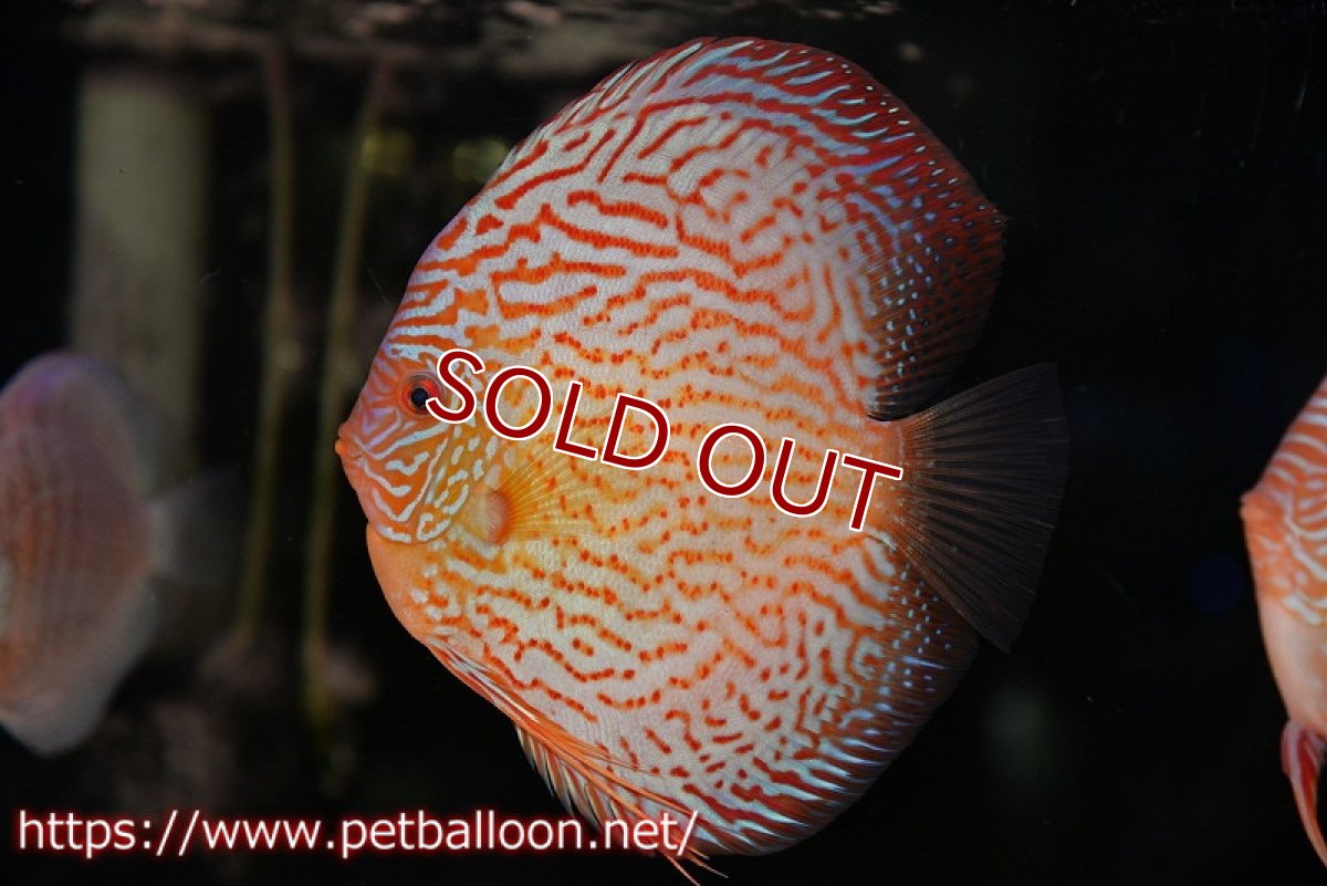 画像2: 【ディスカス】【通販】【コンテストクラス】アルタムスターライトレッドターコイズ ハイフォーム【個体販売】16-17cm（生体）マレーシア　NAディスカスファーム (2)
