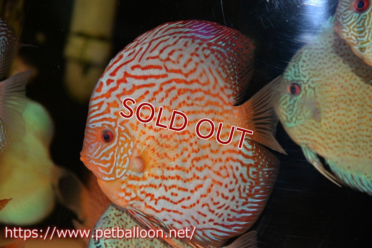 画像3: 【ディスカス】【通販】【コンテストクラス】アルタムスターライトレッドターコイズ ハイフォーム【個体販売】16-17cm（生体）マレーシア　NAディスカスファーム (3)