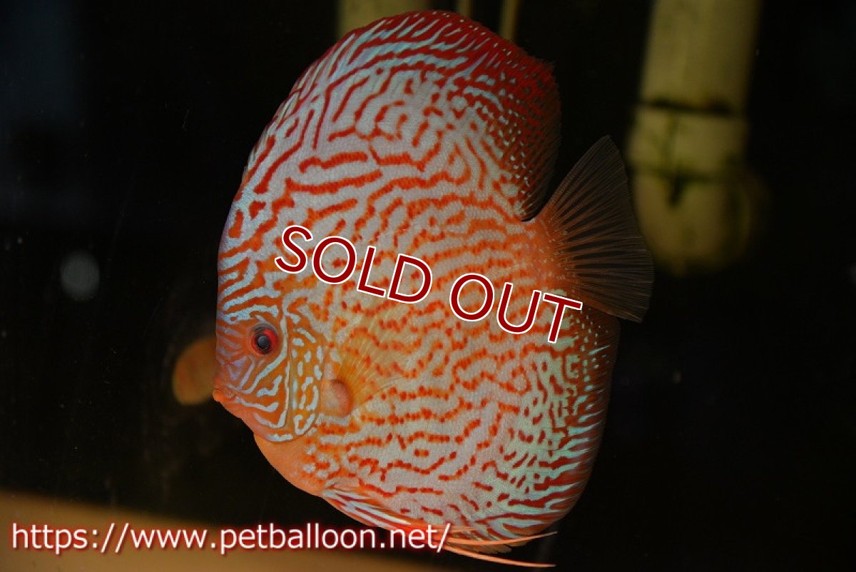 画像4: 【ディスカス】【通販】【コンテストクラス】アルタムスターライトレッドターコイズ ハイフォーム【個体販売】16-17cm（生体）マレーシア　NAディスカスファーム (4)