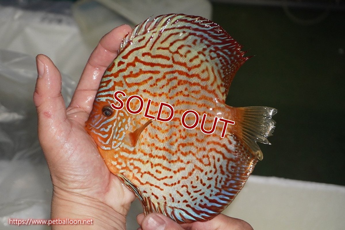 画像5: 【ディスカス】【通販】【コンテストクラス】アルタムスターライトレッドターコイズ ハイフォーム【個体販売】16-17cm（生体）マレーシア　NAディスカスファーム (5)