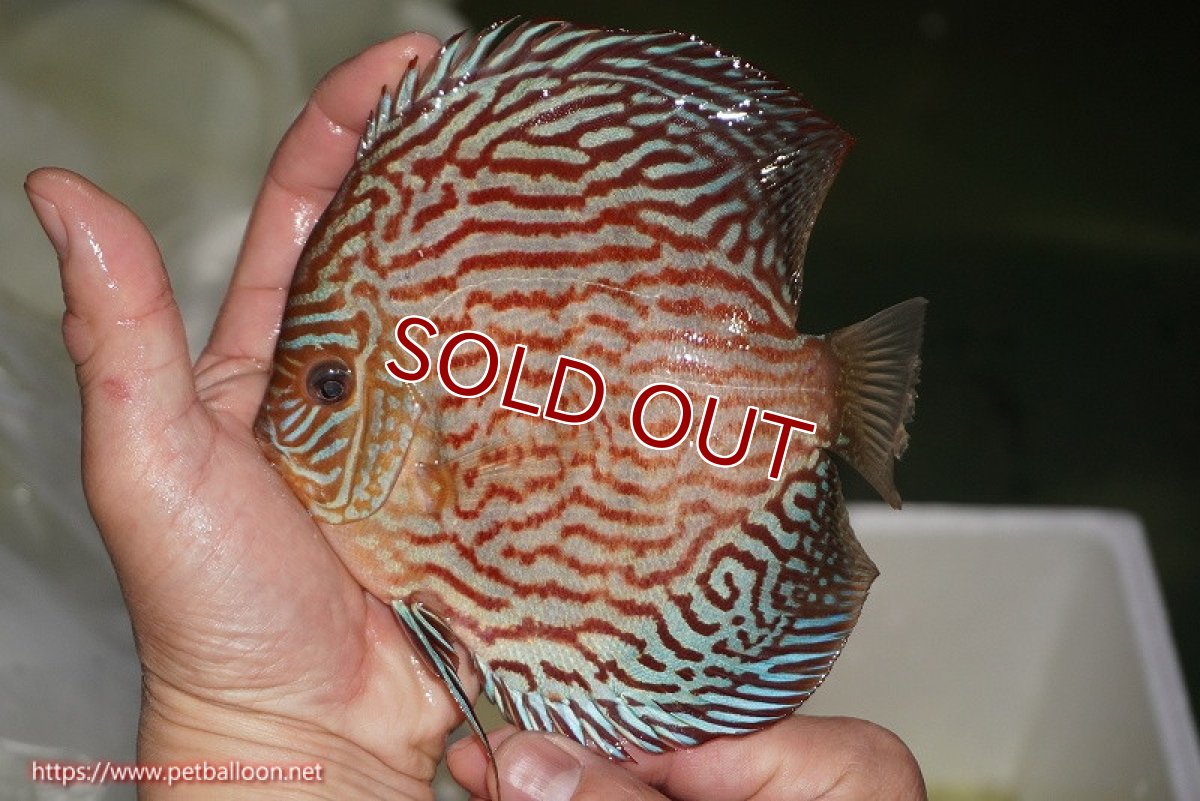 画像2: 【ディスカス】【通販】【コンテストクラス】アルタムスターライトレッドターコイズ ハイフォーム【個体販売】16-17cm（生体）マレーシア　NAディスカスファーム (2)
