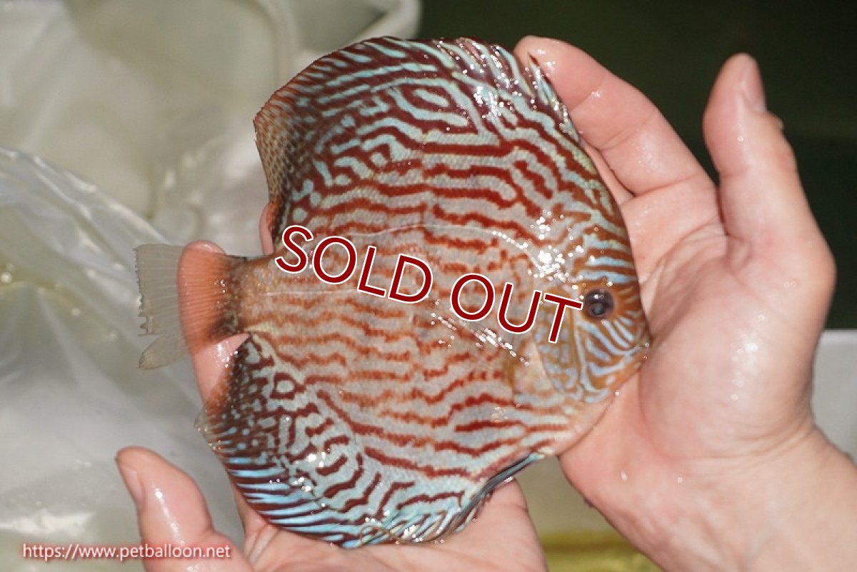 画像3: 【ディスカス】【通販】【コンテストクラス】アルタムスターライトレッドターコイズ ハイフォーム【個体販売】16-17cm（生体）マレーシア　NAディスカスファーム (3)