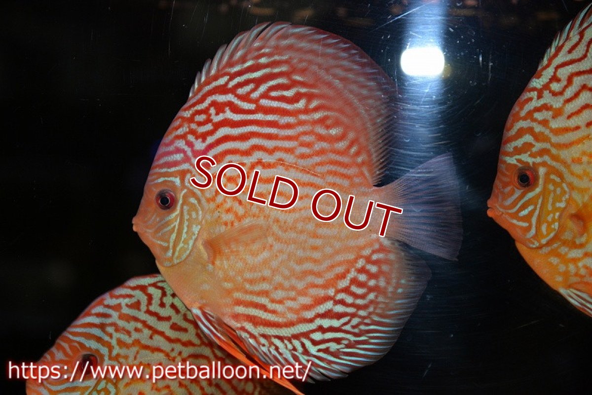 画像2: 【ディスカス】【通販】【コンテストクラス】アルタムスターライトレッドターコイズ ハイフォーム【個体販売】16-17cm（生体）マレーシア　NAディスカスファーム (2)