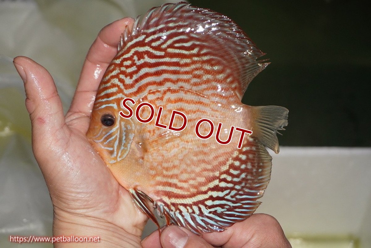 画像3: 【ディスカス】【通販】【コンテストクラス】アルタムスターライトレッドターコイズ ハイフォーム【個体販売】16-17cm（生体）マレーシア　NAディスカスファーム (3)