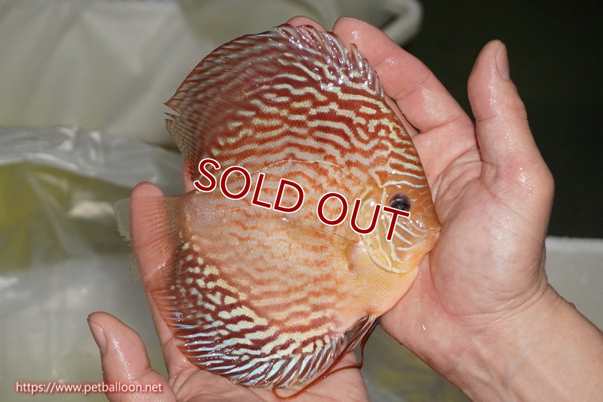 画像4: 【ディスカス】【通販】【コンテストクラス】アルタムスターライトレッドターコイズ ハイフォーム【個体販売】16-17cm（生体）マレーシア　NAディスカスファーム (4)