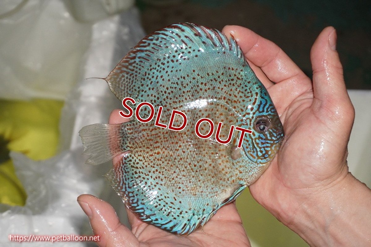 画像2: 【ディスカス】【通販】【ニューストレイン】サクラブルーキングバイパー【個体販売】13-15cm（生体）マレーシア　KLディスカスファーム (2)