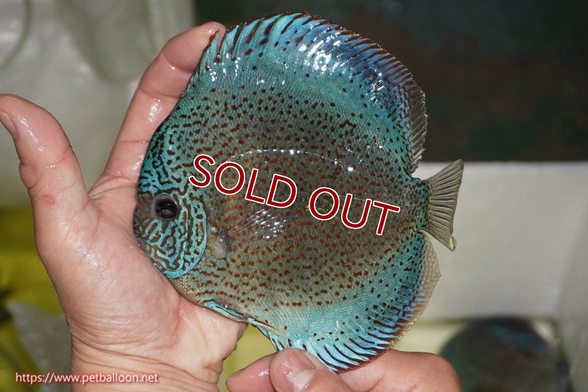 画像2: 【ディスカス】【通販】【ニューストレイン】サクラブルーキングバイパー【個体販売】13-15cm（生体）マレーシア　KLディスカスファーム (2)