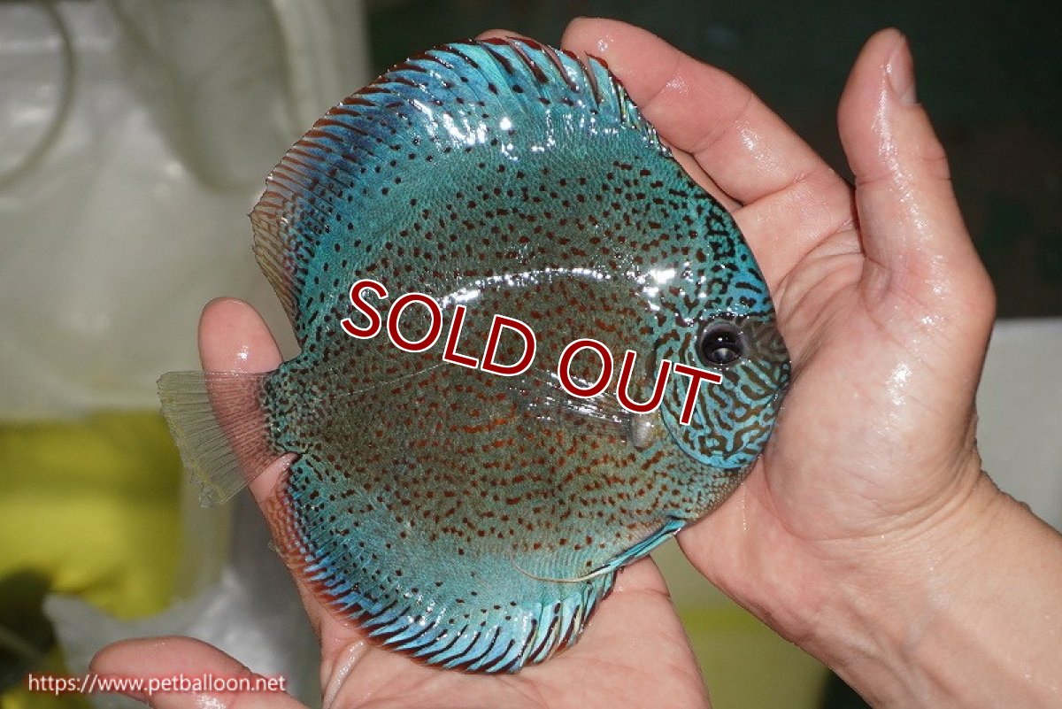 画像3: 【ディスカス】【通販】【ニューストレイン】サクラブルーキングバイパー【個体販売】13-15cm（生体）マレーシア　KLディスカスファーム (3)