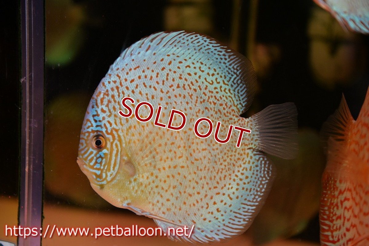 画像2: 【ディスカス】【通販】【ニューストレイン】サクラブルーキングバイパー【個体販売】13-15cm（生体）マレーシア　KLディスカスファーム (2)