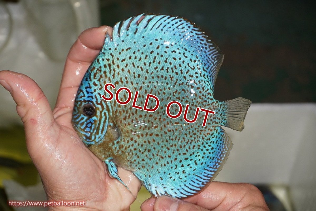 画像3: 【ディスカス】【通販】【ニューストレイン】サクラブルーキングバイパー【個体販売】13-15cm（生体）マレーシア　KLディスカスファーム (3)