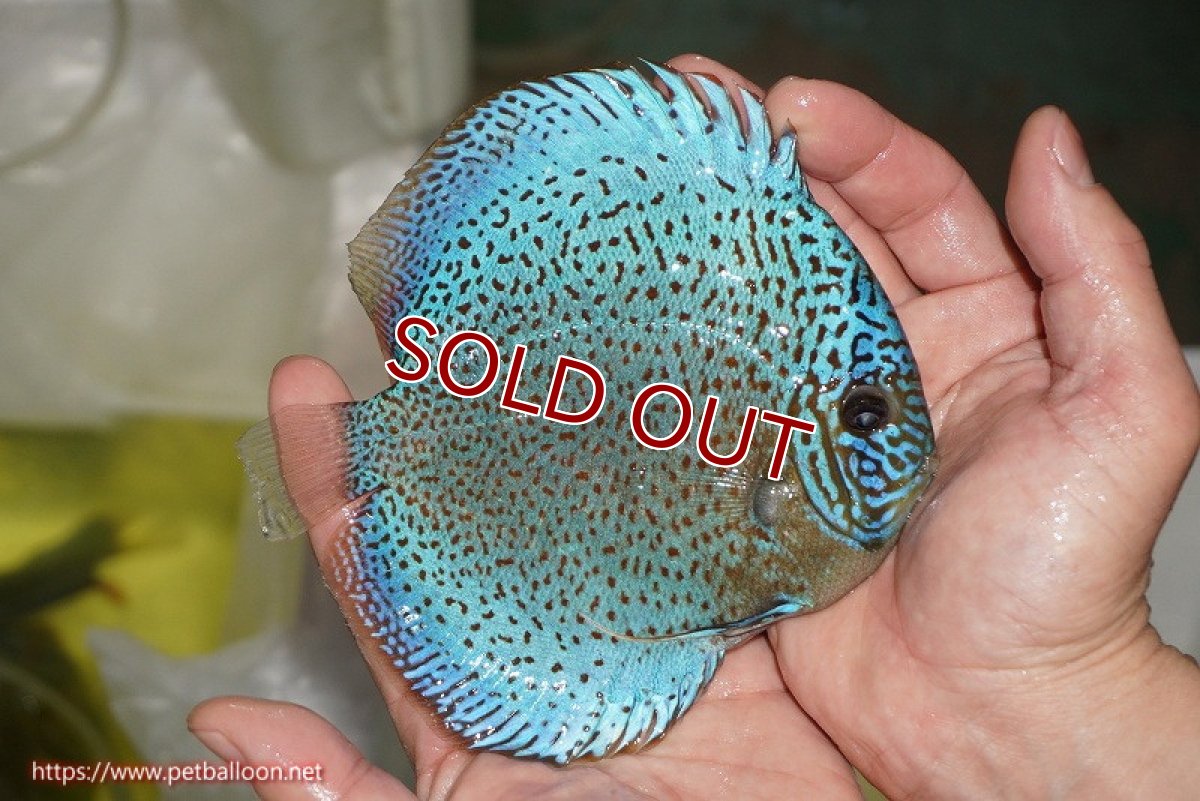 画像4: 【ディスカス】【通販】【ニューストレイン】サクラブルーキングバイパー【個体販売】13-15cm（生体）マレーシア　KLディスカスファーム (4)