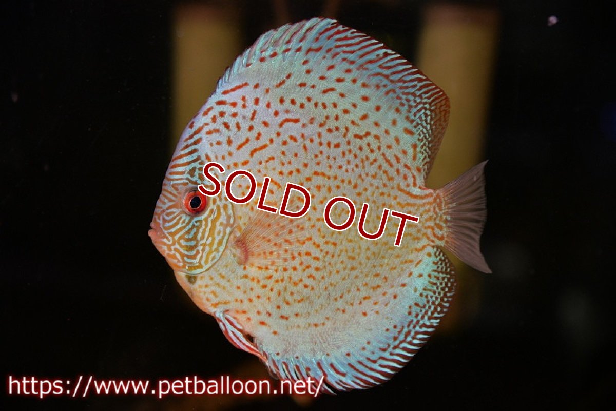 画像1: 【ディスカス】【通販】【ニューストレイン】サクラブルーキングバイパー【個体販売】13-15cm（生体）マレーシア　KLディスカスファーム (1)