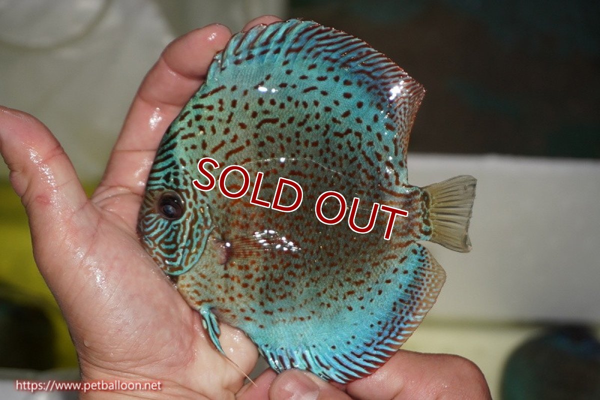 画像2: 【ディスカス】【通販】【ニューストレイン】サクラブルーキングバイパー【個体販売】13-15cm（生体）マレーシア　KLディスカスファーム (2)