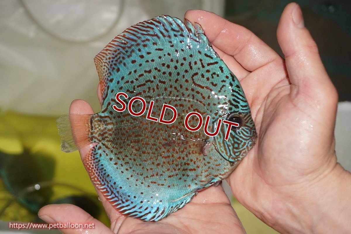 画像3: 【ディスカス】【通販】【ニューストレイン】サクラブルーキングバイパー【個体販売】13-15cm（生体）マレーシア　KLディスカスファーム (3)