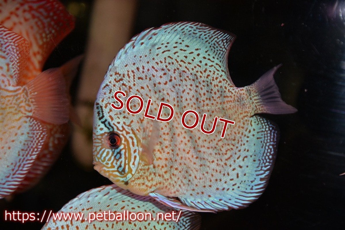 画像1: 【ディスカス】【通販】【ニューストレイン】サクラブルーキングバイパー【個体販売】13-15cm（生体）マレーシア　KLディスカスファーム (1)