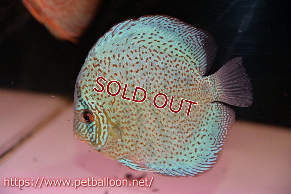 画像2: 【ディスカス】【通販】【ニューストレイン】サクラブルーキングバイパー【個体販売】13-15cm（生体）マレーシア　KLディスカスファーム (2)