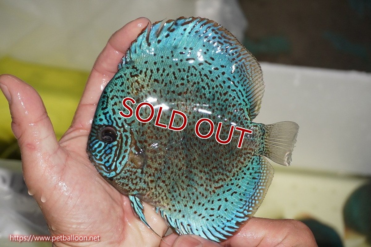 画像3: 【ディスカス】【通販】【ニューストレイン】サクラブルーキングバイパー【個体販売】13-15cm（生体）マレーシア　KLディスカスファーム (3)