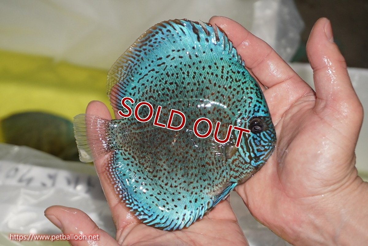 画像4: 【ディスカス】【通販】【ニューストレイン】サクラブルーキングバイパー【個体販売】13-15cm（生体）マレーシア　KLディスカスファーム (4)