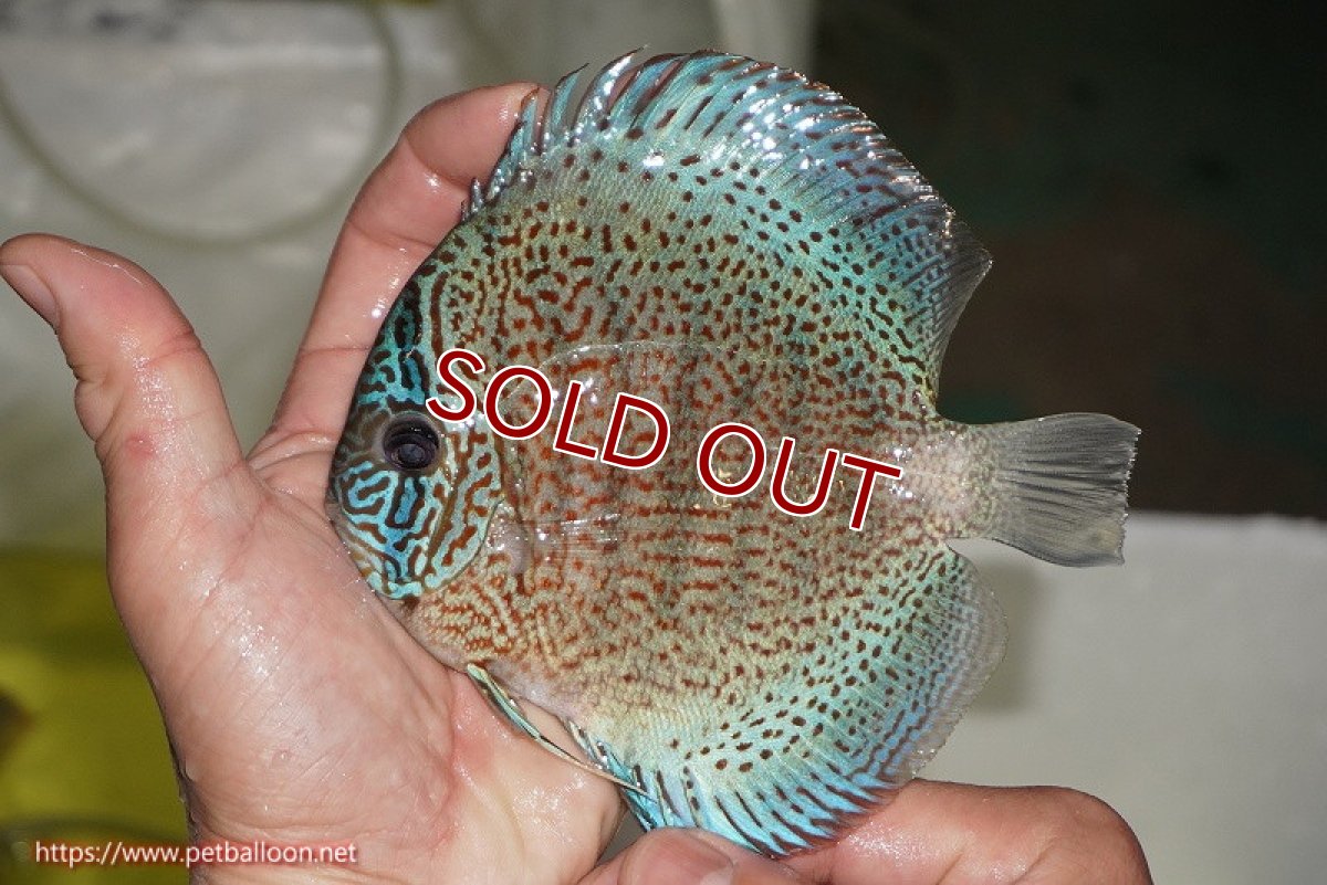 画像1: 【水槽スペース確保のため大特価】【ディスカス】【通販】【ニューストレイン】サクラブルーキングバイパー【個体販売】13-15cm（生体）マレーシア　KLディスカスファーム (1)