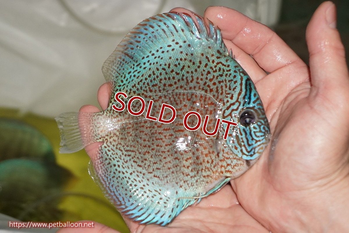 画像2: 【水槽スペース確保のため大特価】【ディスカス】【通販】【ニューストレイン】サクラブルーキングバイパー【個体販売】13-15cm（生体）マレーシア　KLディスカスファーム (2)