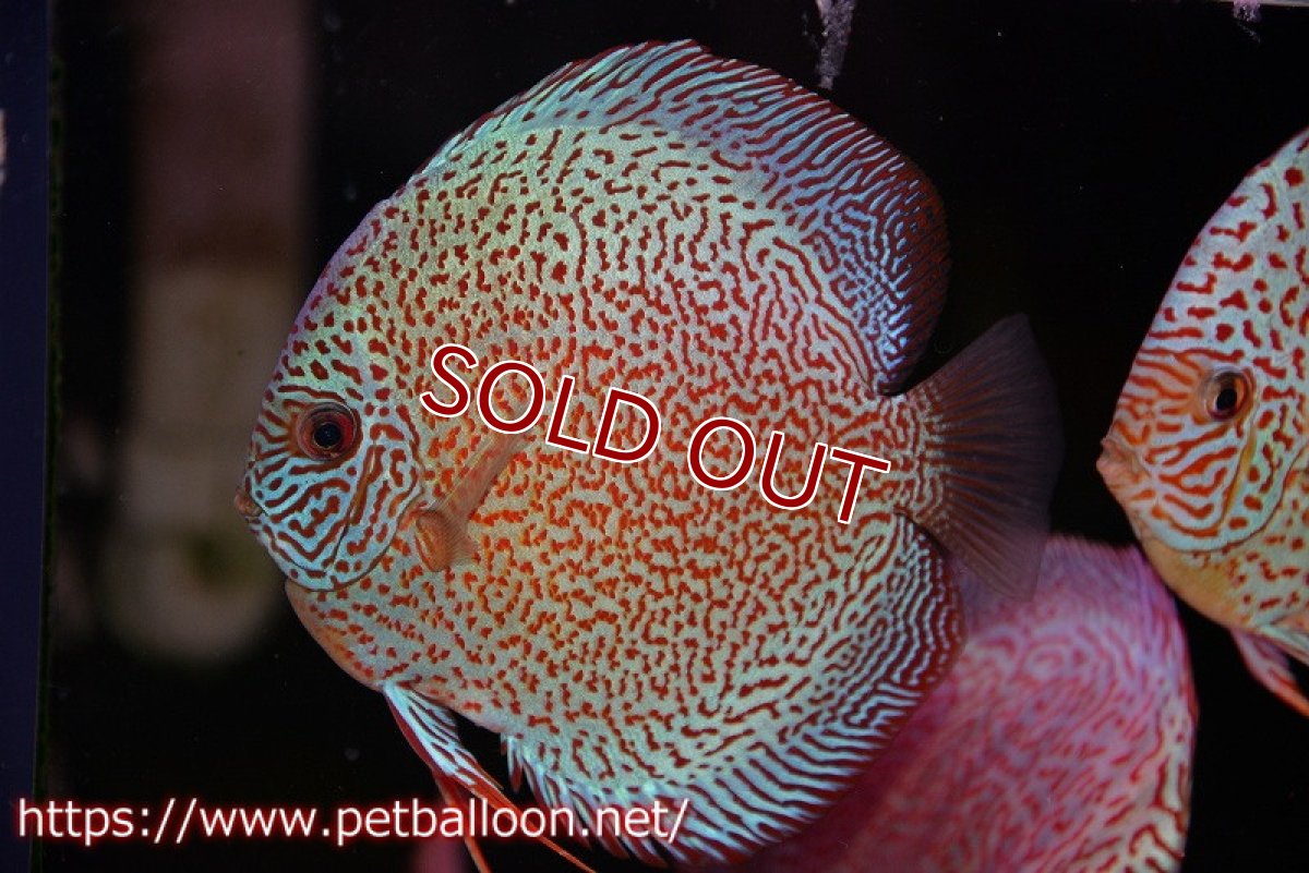 画像2: 【ディスカス】【通販】スーパーレッドキングバイパー（スーパーファインパターン＆ハイフォーム）【個体販売】12-13cm（生体）マレーシア　NAディスカスファーム (2)