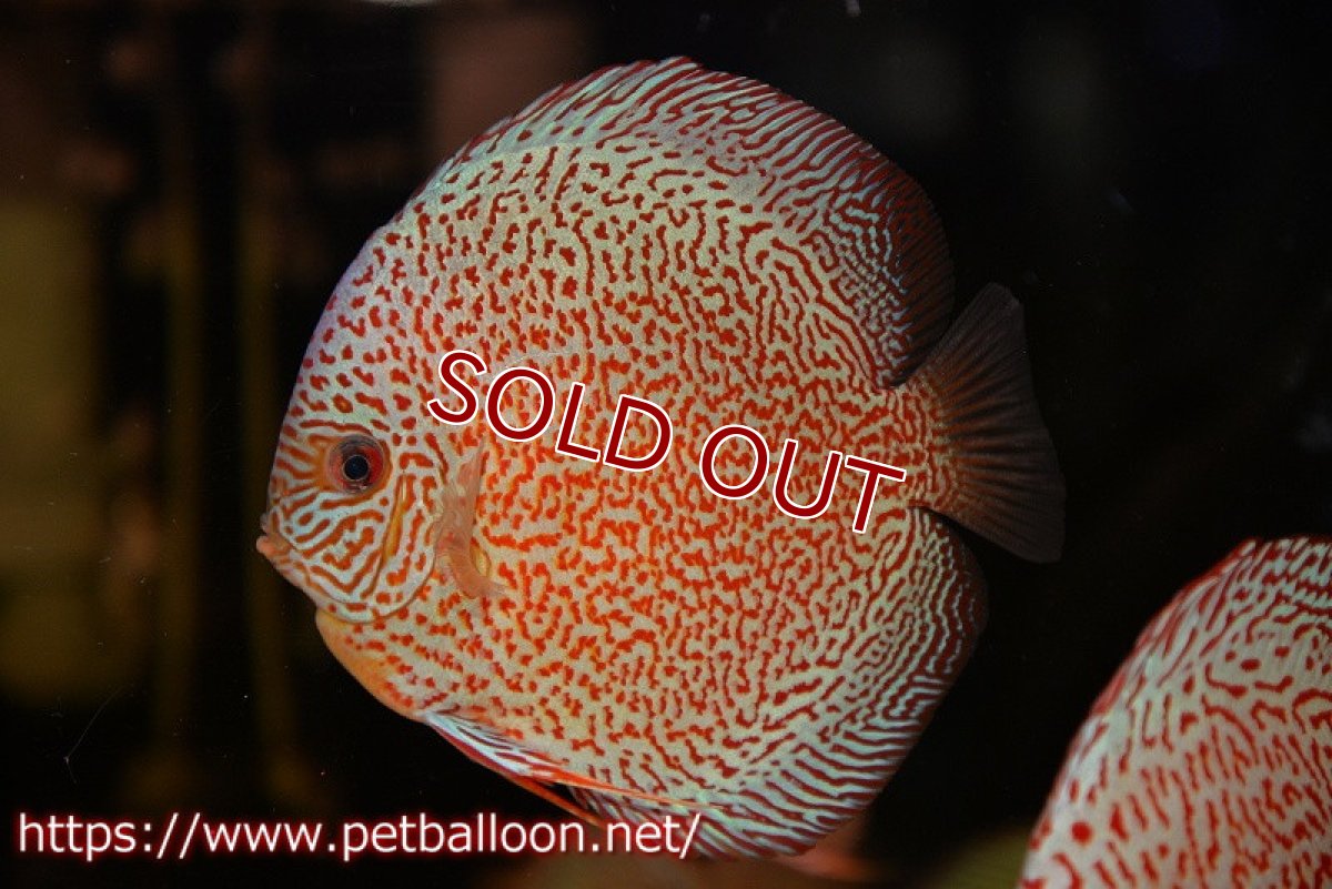 画像3: 【ディスカス】【通販】スーパーレッドキングバイパー（スーパーファインパターン＆ハイフォーム）【個体販売】12-13cm（生体）マレーシア　NAディスカスファーム (3)