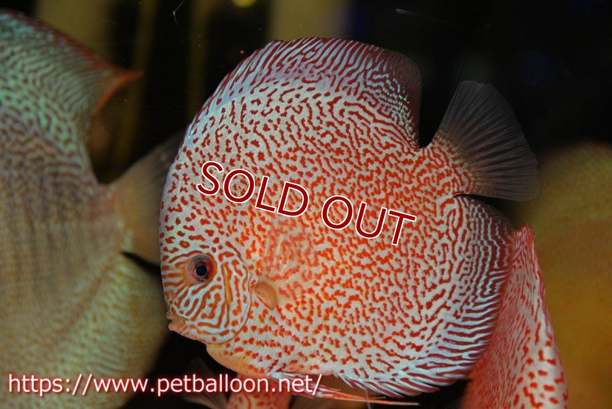 画像4: 【ディスカス】【通販】スーパーレッドキングバイパー（スーパーファインパターン＆ハイフォーム）【個体販売】12-13cm（生体）マレーシア　NAディスカスファーム (4)