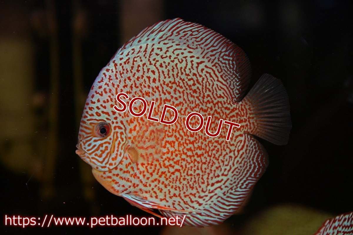 画像5: 【ディスカス】【通販】スーパーレッドキングバイパー（スーパーファインパターン＆ハイフォーム）【個体販売】12-13cm（生体）マレーシア　NAディスカスファーム (5)